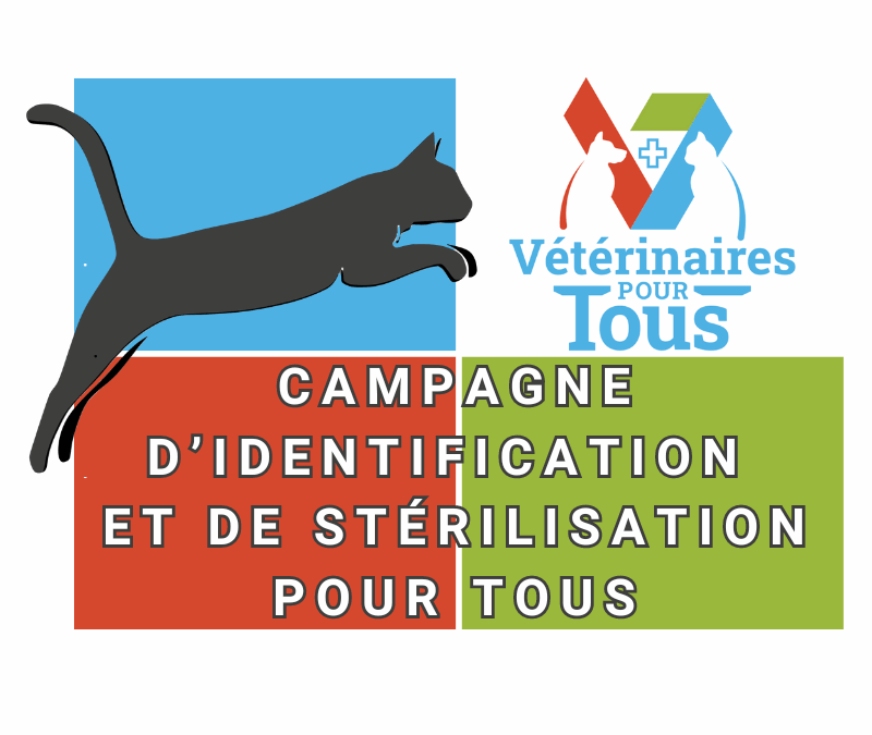 624 stérilisations et 545 identifications de chats pour la première campagne